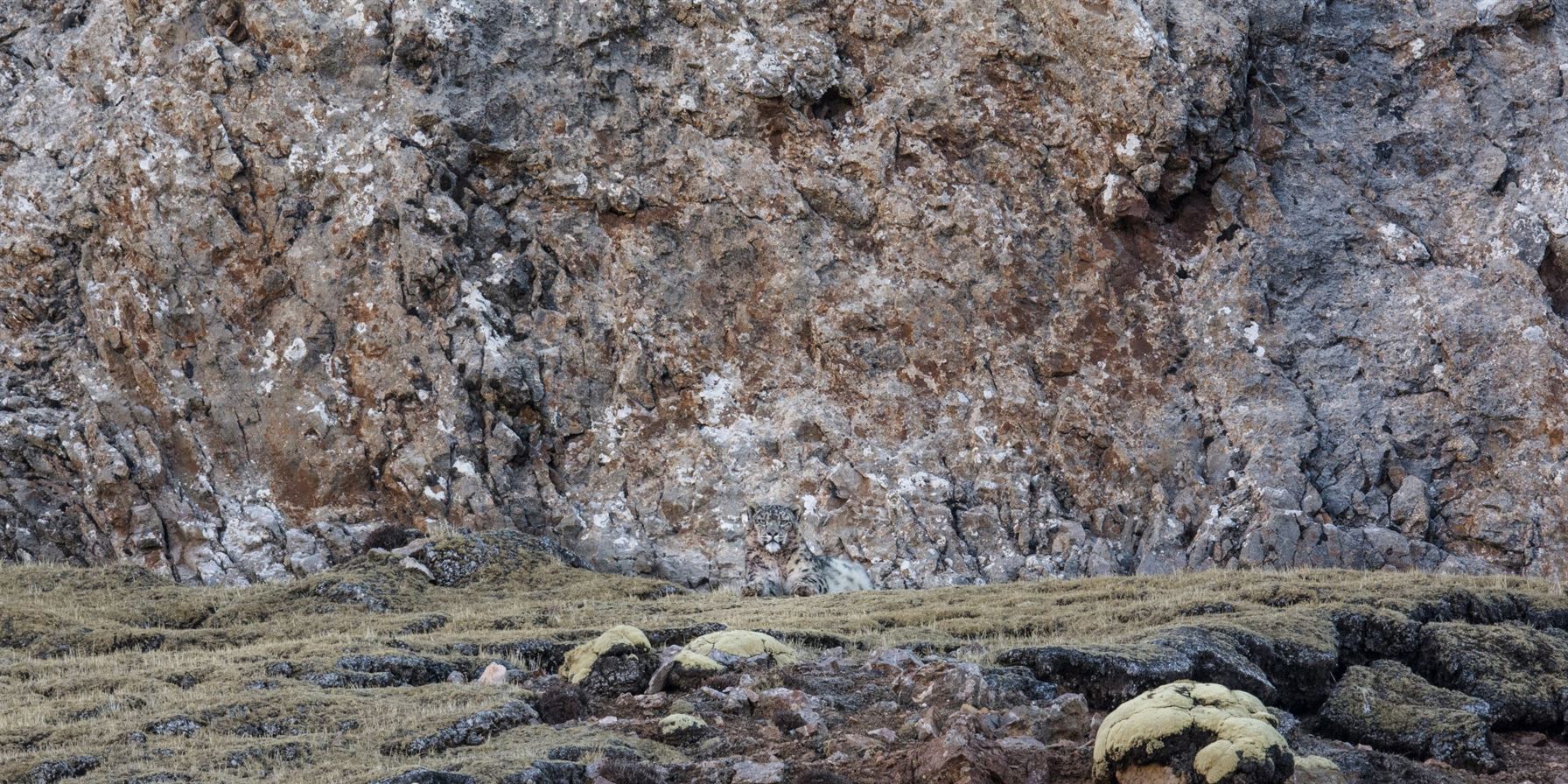 RÉEL_#06_Marie Amiguet_La panthère des neiges_visuel_01