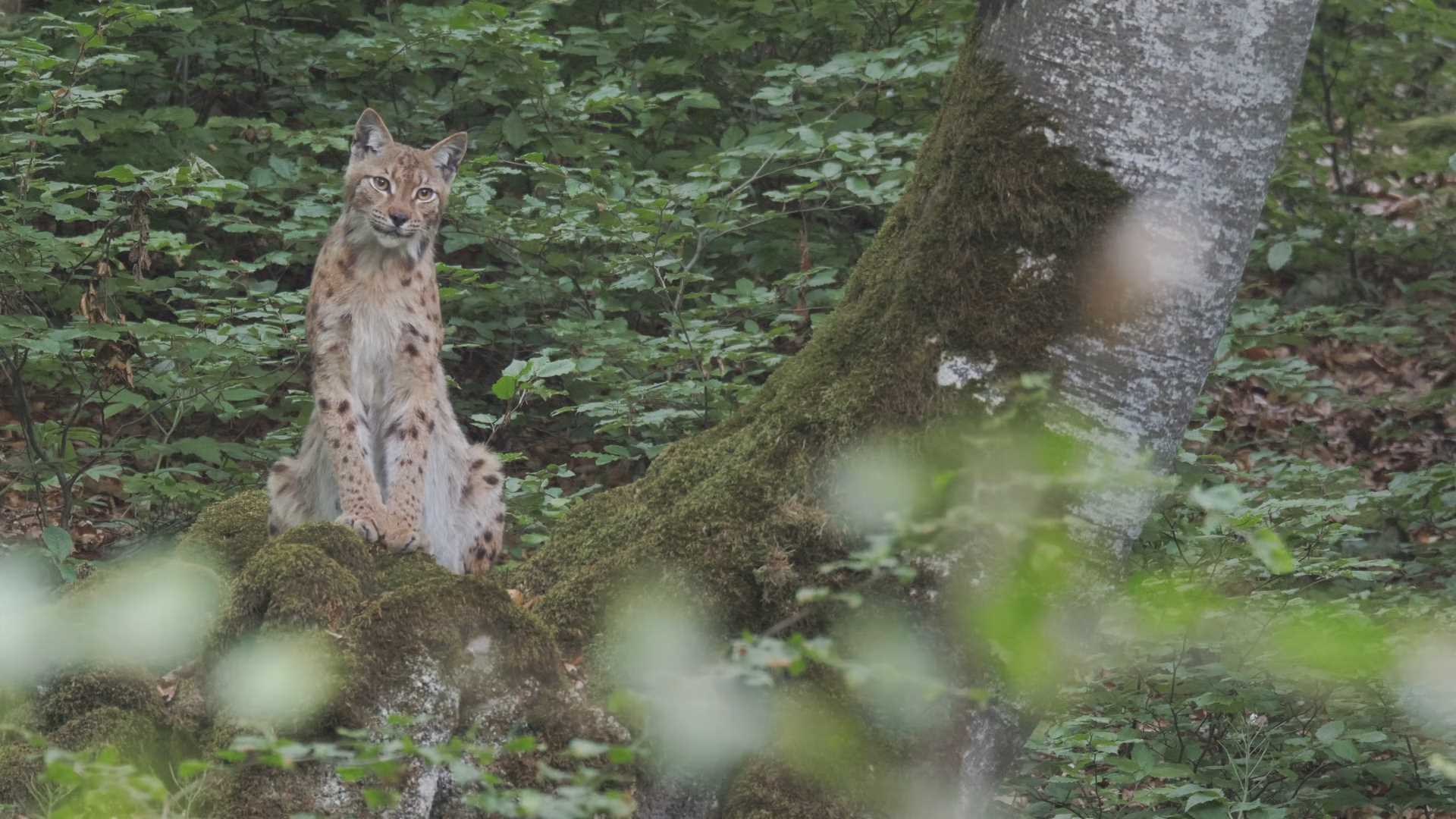 #35_LG_photogramme_3